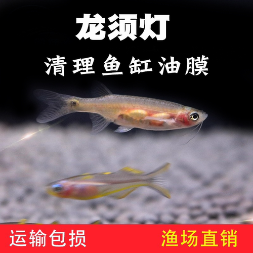南美龙须清洁工具油膜好帮手鱼