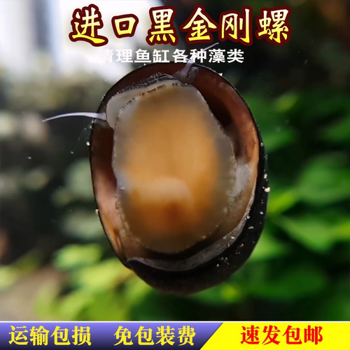 清洁螺除藻观赏螺黑金刚螺活体