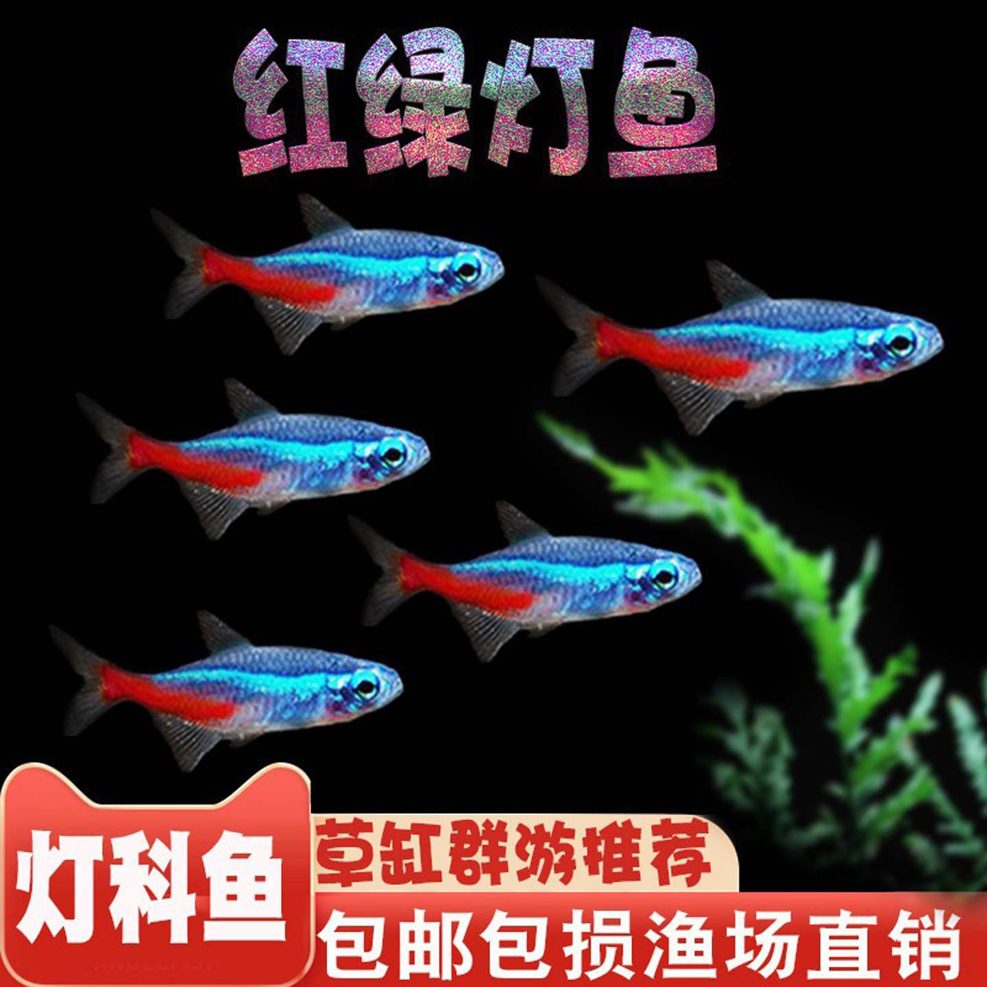 灯科鱼热带鱼红绿灯鱼群游宝莲灯图片