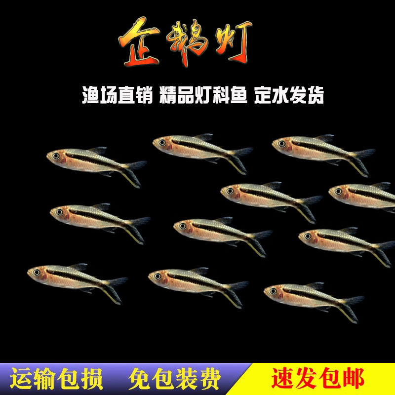 拐棍灯鱼企鹅灯鱼灯科鱼小型热带鱼观赏鱼活体群游草缸混养鱼包邮