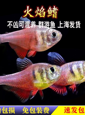火焰鳍旗鱼南美火焰裙脂鲤鱼热带观赏鱼小型鱼扯旗草缸群游活体鱼