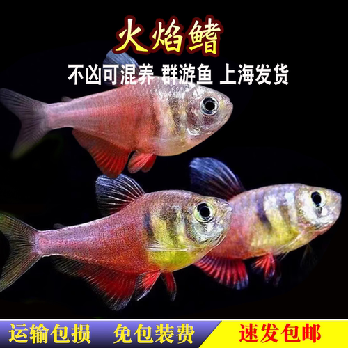 火焰鳍旗鱼南美火焰裙脂鲤鱼热带观赏鱼小型鱼扯旗草缸群游活体鱼