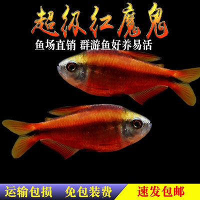 超级红魔鬼灯鱼超级黄魔鬼灯天青血红缎带高端缸小型热带灯鱼活体
