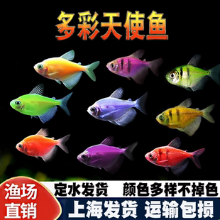 天使鱼观赏鱼大号群游懒人小型淡水好养耐活红天使老虎热带鱼鱼苗