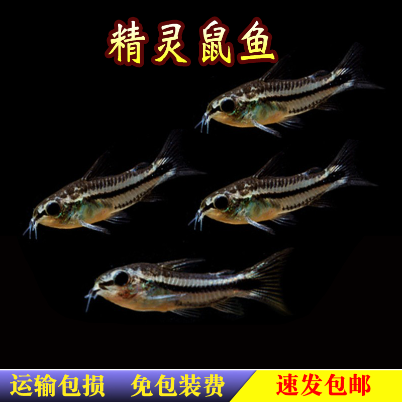 精灵鼠鱼月光鼠迷你鼠鱼热带鱼观赏底栖鱼清洁小鱼除藻清洁工具鱼