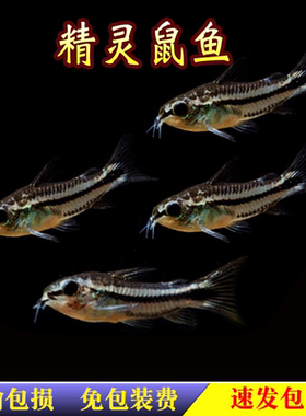 精灵鼠鱼月光鼠迷你鼠鱼热带鱼观赏底栖鱼清洁小鱼除藻清洁工具鱼