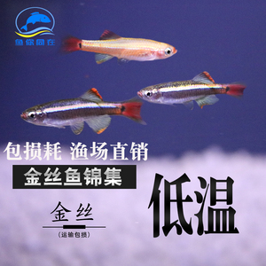 白云金丝鱼原生鱼长尾红尾黄化金丝斑马冷水淡水观赏活体灯科群游