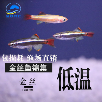 白云金丝鱼原生鱼长尾红尾黄化金丝斑马冷水淡水观赏活体灯科群游