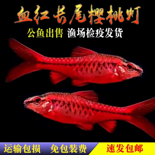 长尾樱桃灯鱼红玫瑰草缸观赏鱼