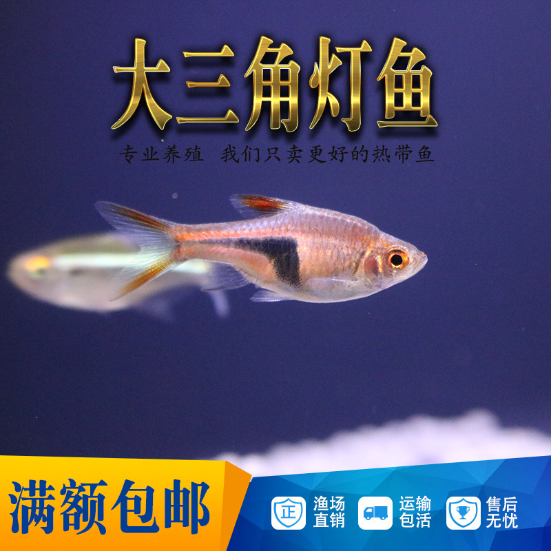 大三角灯鱼紫三角灯科鱼金正三角灯草缸小型群游鱼热带观赏鱼活体