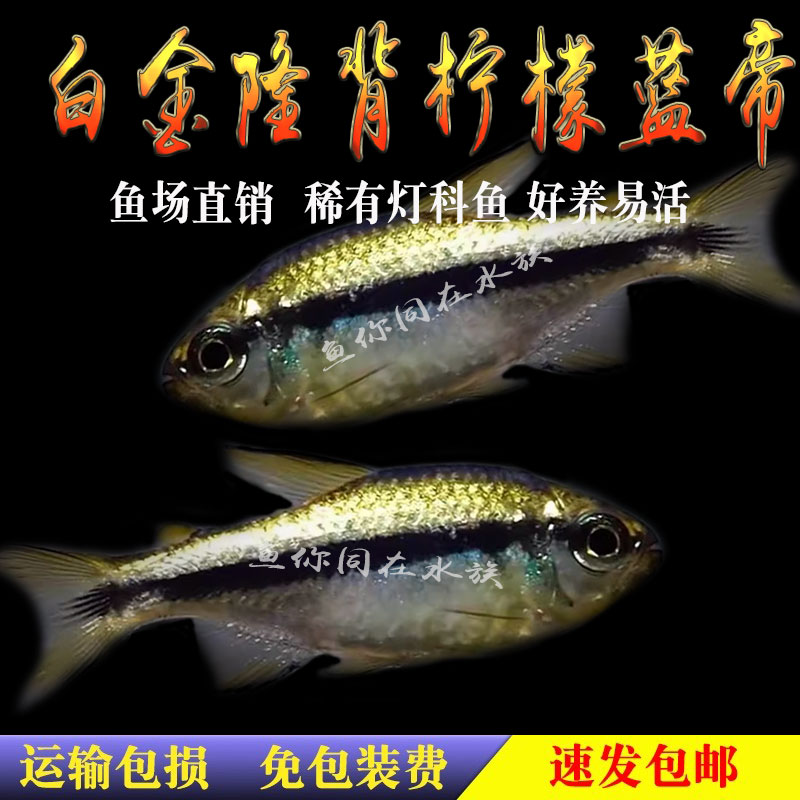 白金柠檬蓝帝隆背柠檬灯小型观赏热带活体灯科鱼稀有个体南美缸