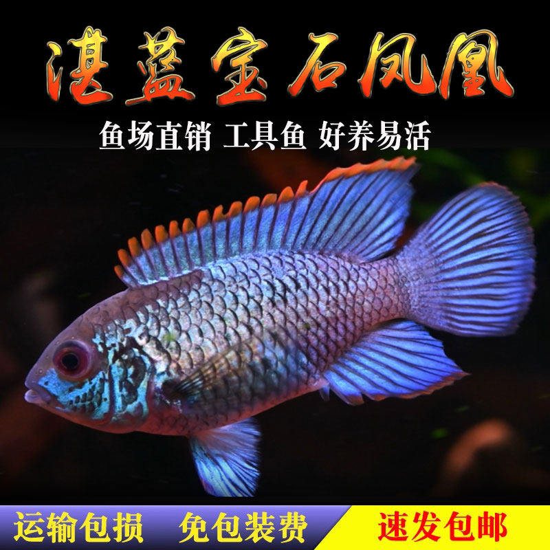 湛蓝宝石鱼翡翠凤凰鱼电光凤凰鱼南美慈鲷鱼热带鲷鱼活体鱼