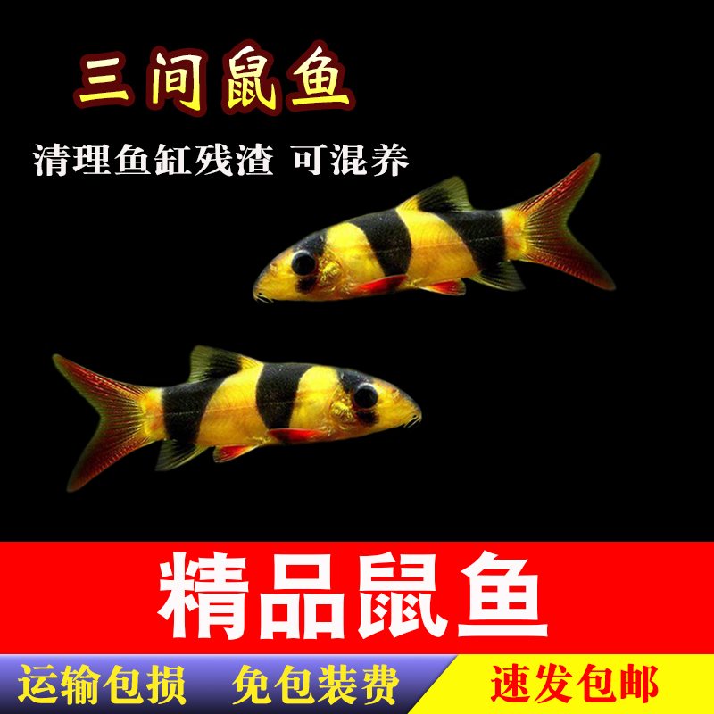三间鼠热带观赏鱼小丑泥鳅清缸工具鱼活体宠物鱼底层清理残渣包活