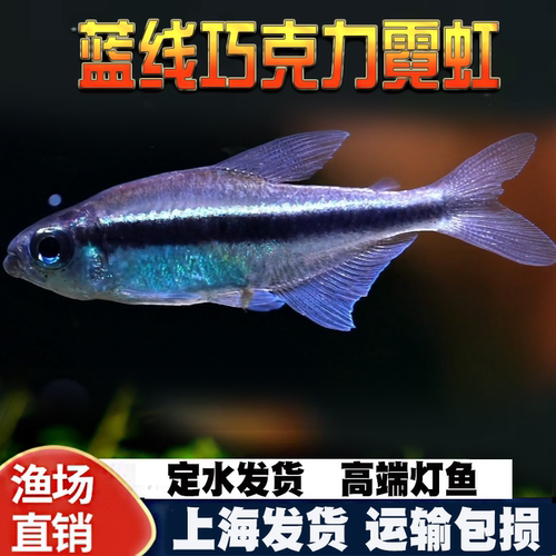 蓝线巧克力霓虹绯红巧克力小型草缸观赏鱼淡水高端热带鱼群游南美