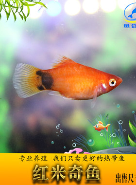 三点胎生热带淡水包活月光鱼