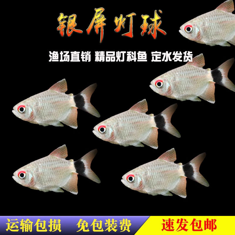 银屏灯鱼 小球灯 红眼皮球灯 灯科鱼 热带鱼 观赏鱼 活体 包活