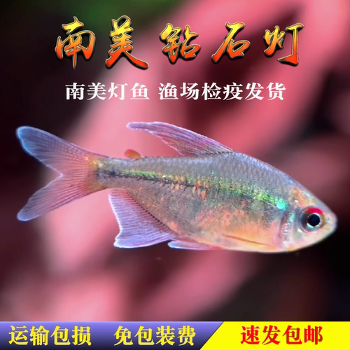 南美灯鱼热带鱼南美钻石灯进口