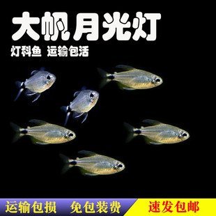 大帆月光灯鱼小型热带观赏鱼南美高端灯科鱼淡水草缸好养群游活体
