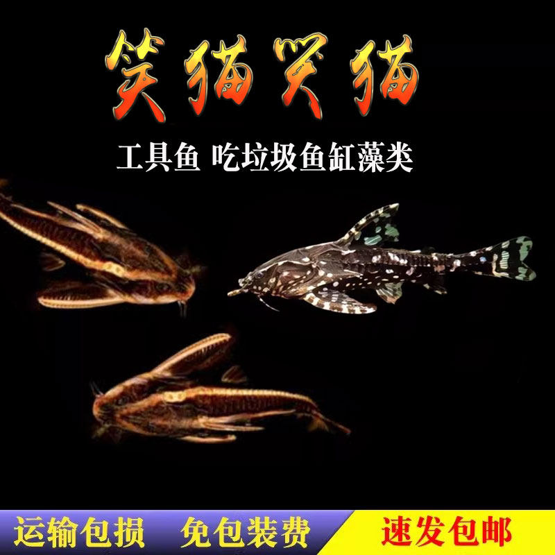 底栖小鲶鱼笑猫鱼哭猫招财猫鱼底层工具鱼吃残食清缸热带观赏鱼