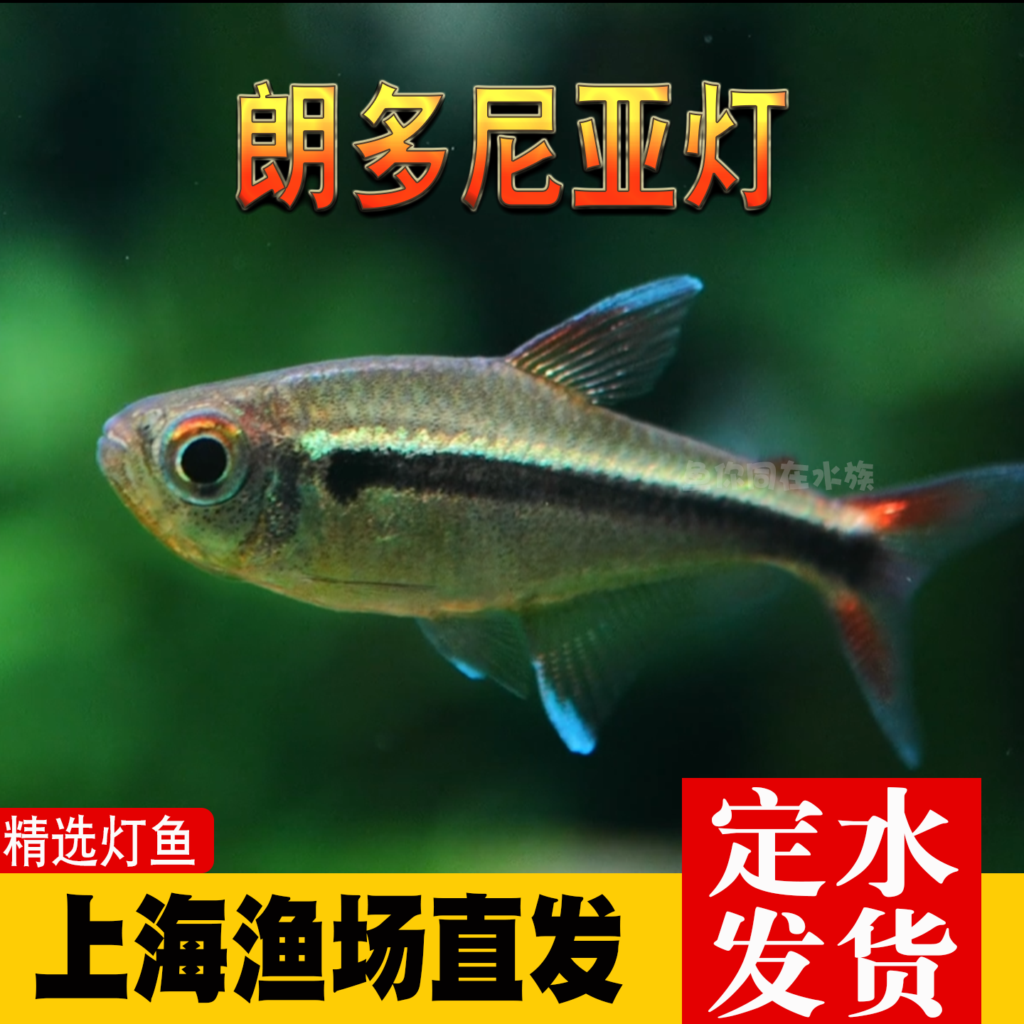 朗多尼亚灯罗德尼亚热带淡水观赏鱼南美高端鱼小型灯科鱼草缸混养
