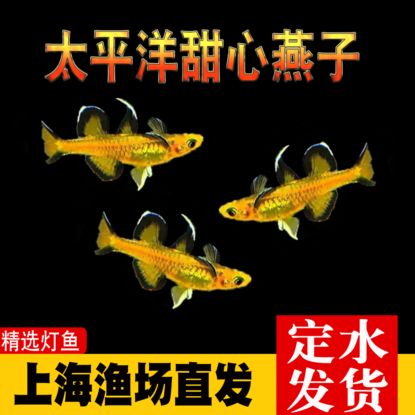 太平洋甜心燕子鱼热带鱼观赏鱼橘色蓝眼珍珠燕子美人七彩霓虹活体