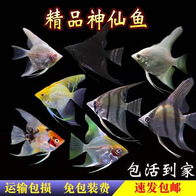 七彩天使熊猫云石黑白宠物包鱼苗