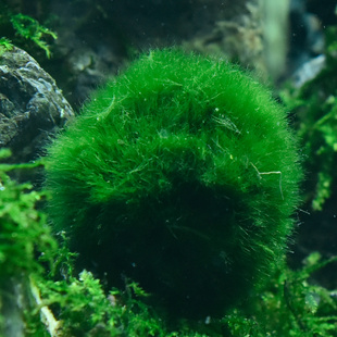 水族箱造景水草鱼缸绿藻球虾缸水藻球虾绿毛球草缸水草观赏球活体