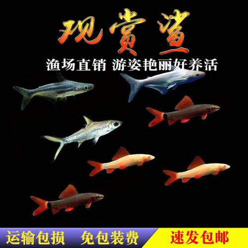 鲨鱼蓝鲨观赏鲨热带鱼活体彩虹鲨