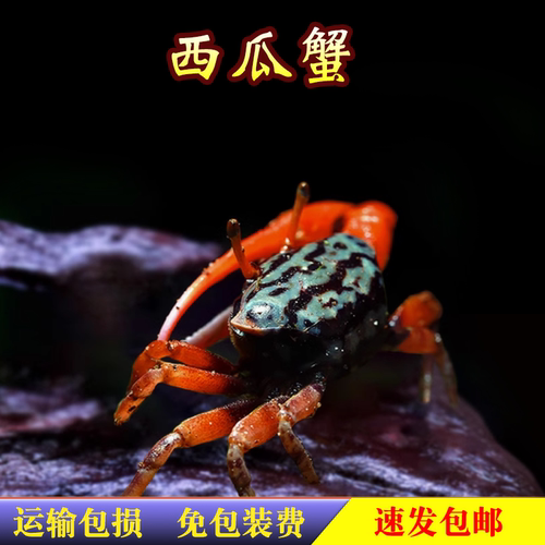 观赏蟹活体宠物活螃蟹迷你辣椒蟹相手蟹恶魔蟹蜘蛛蟹豹点蟹寄居蟹