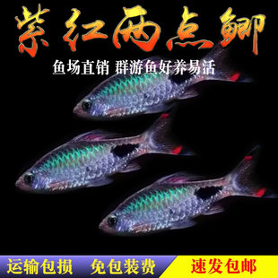 紫红两点鲫热带观赏鱼彩虹钻石鲫追鱼熊猫鲫鱼淡水草缸小型鱼活体