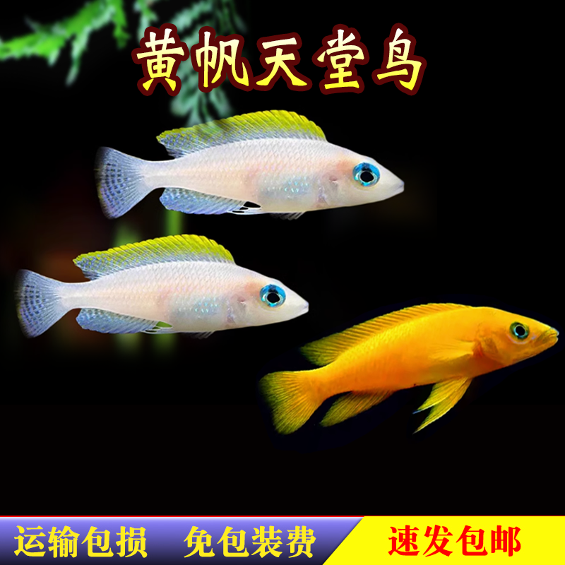 黄帆天堂鸟卷贝鱼苗非洲坦鲷三湖慈鲷热带鱼淡水短鲷自家繁殖好养