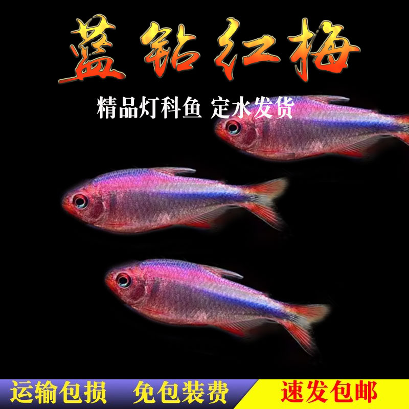 南美灯鱼蓝钻红梅皇室青魔鬼