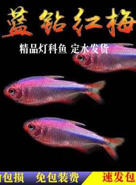 南美灯鱼蓝钻红梅皇室青魔鬼