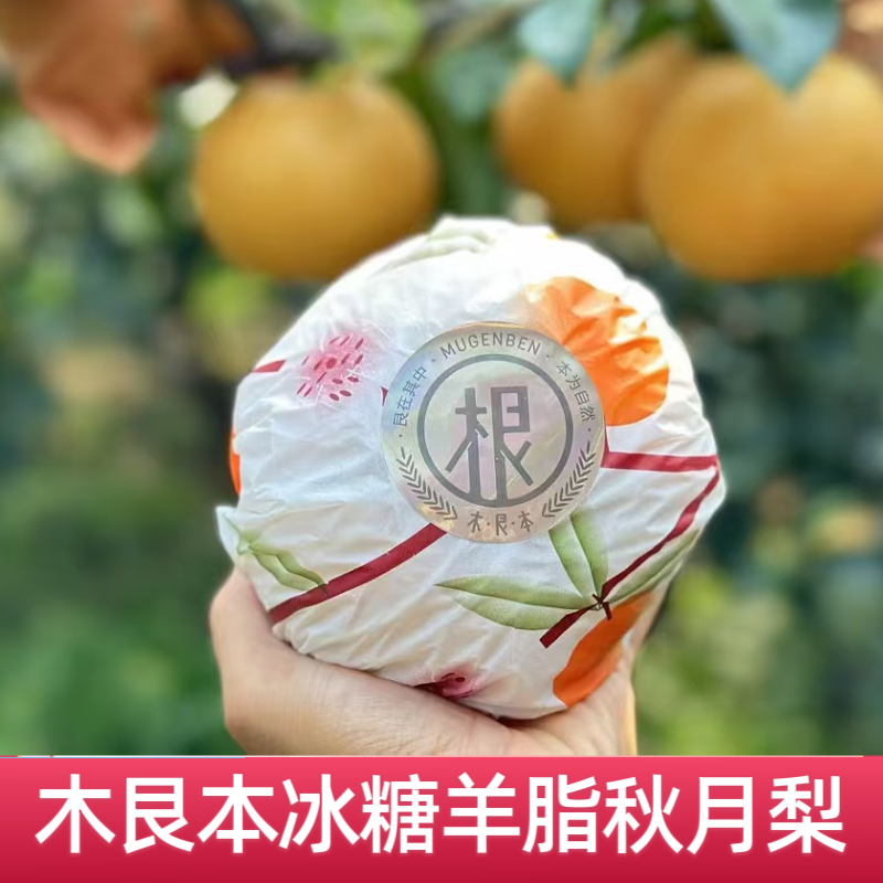 现货木艮本冰糖羊脂秋月梨礼盒装8个大果冰糖梨水润甜顺丰包邮