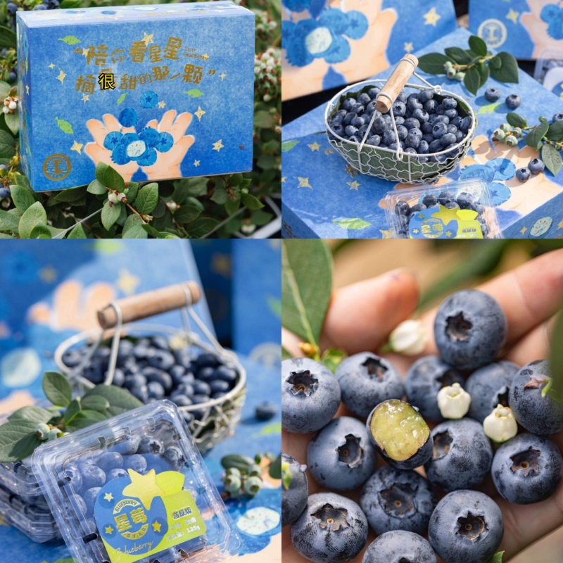 【星莓高原版】云南高原蓝莓2026年新果125克/盒孕妇宝宝辅食顺丰