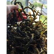 畲乡高山农家自晒 苦麻菜干