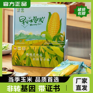 新粮上市官方旗舰早安大苞米糯玉米10支礼盒装非转基因0添加
