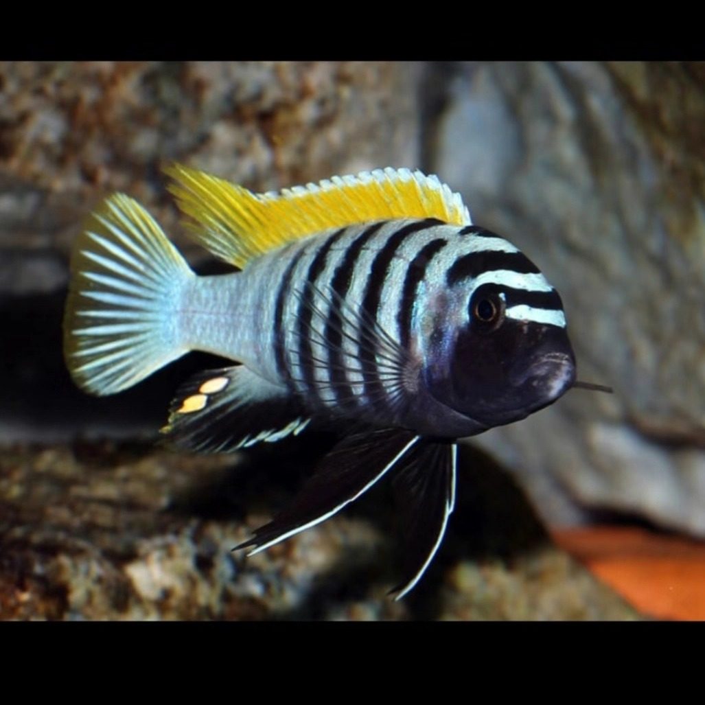 三湖慈鲷热带观赏鱼岩栖杰罗礁