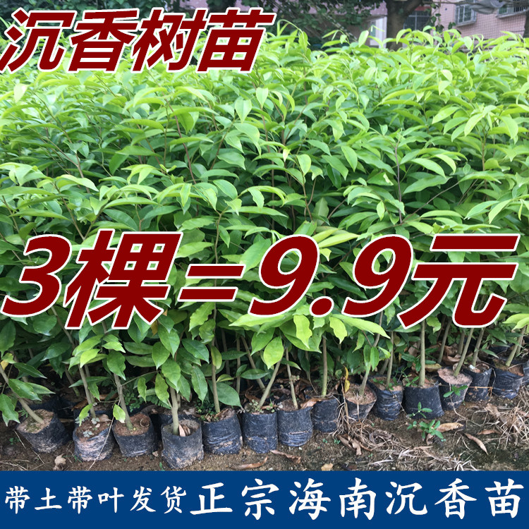 珍稀名贵苗木正宗海南沉香树苗 沉香苗白木香驱蚊虫植物带土发货