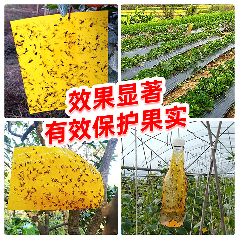 豪之盛瓜果实蝇针蜂诱粘剂昆虫诱捕剂果蝇针蜂药引诱剂果蝇诱捕器