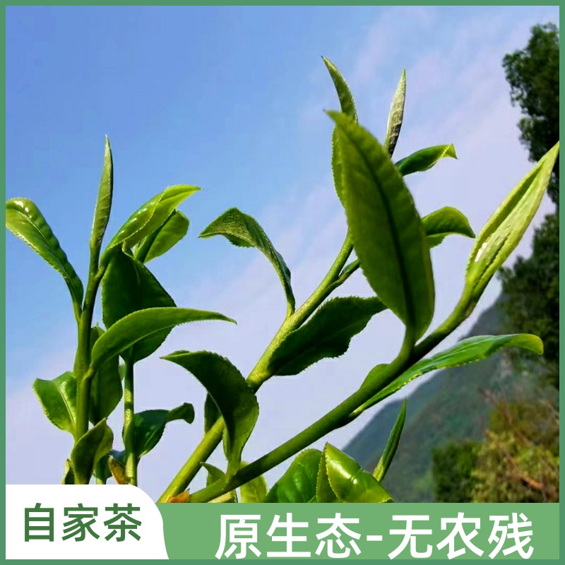 2025年普洱茶云南农家普洱生茶散茶困鹿山高杆古树纯料100g尝鲜价