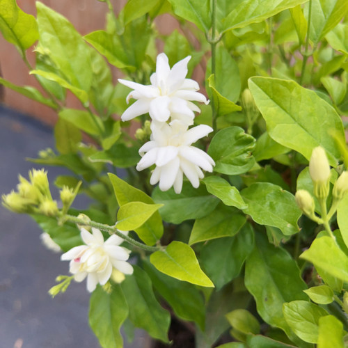 笔尖茉莉花苞多香气浓