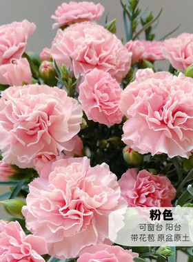 康乃馨盆栽好养现在开花园阳台室内桌面矮石竹带花苞发母亲节鲜花
