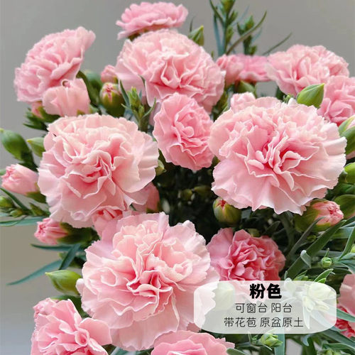 耐寒好养康乃馨盆栽花苞多