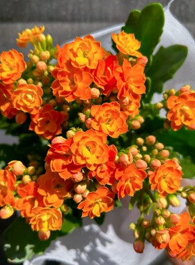 橙色长寿花盆栽点橙带花发A110盆