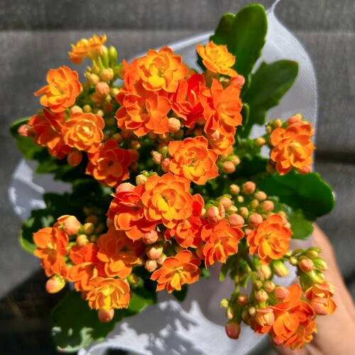 橙色长寿花盆栽点橙带花发A110盆