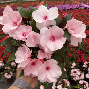 耐热凤仙花盆栽 矮株型多年生凤仙盆栽 多花型耐晒花卉