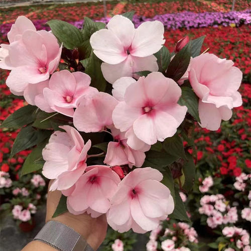 耐热凤仙花盆栽矮株型多年生