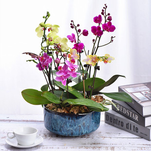 蝴蝶兰盆栽带花冬季 室内花卉客厅办公桌卧室卫生间真兰花苗多年生