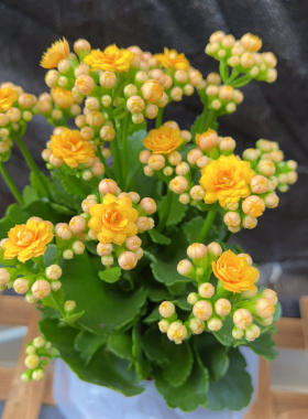 黄色长寿花盆栽 月光长寿花重瓣 A110规格 带花苞实拍